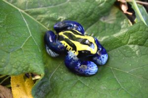 dyeing poison dart frog (citronella)