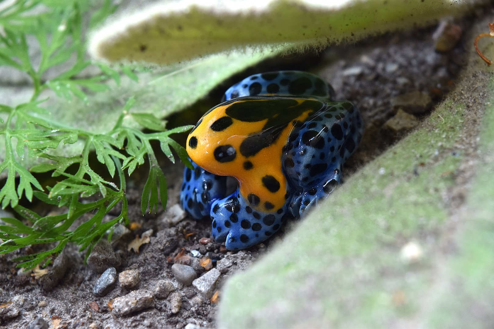 minimimicpoisonfrog1 minimimicpoisonfrog1