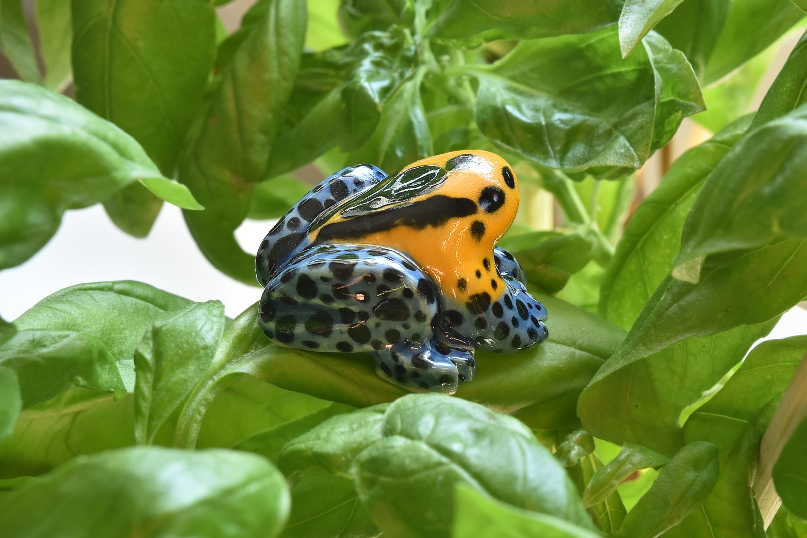 minimimicpoisonfrog2 minimimicpoisonfrog2