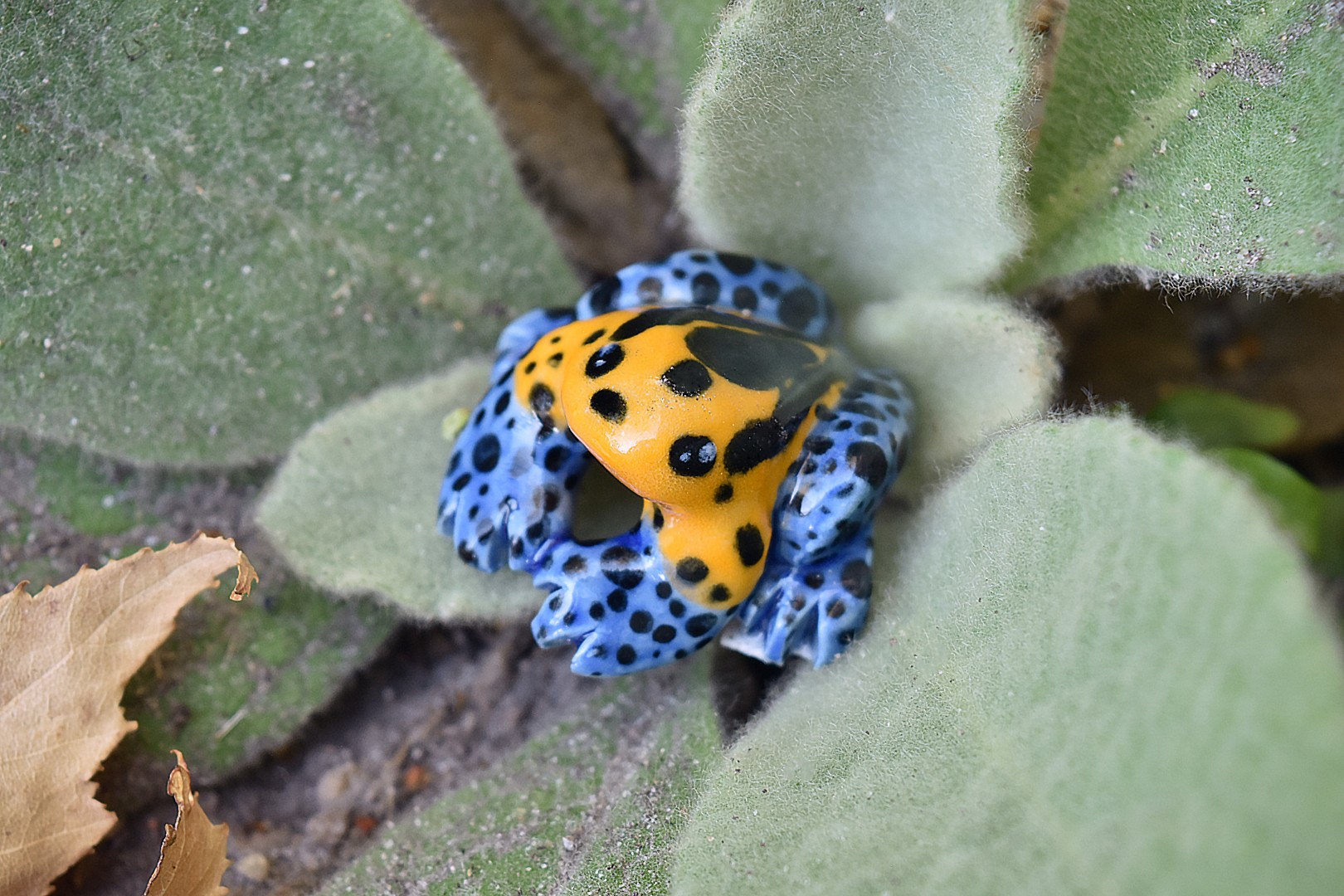 minimimicpoisonfrog3 minimimicpoisonfrog3