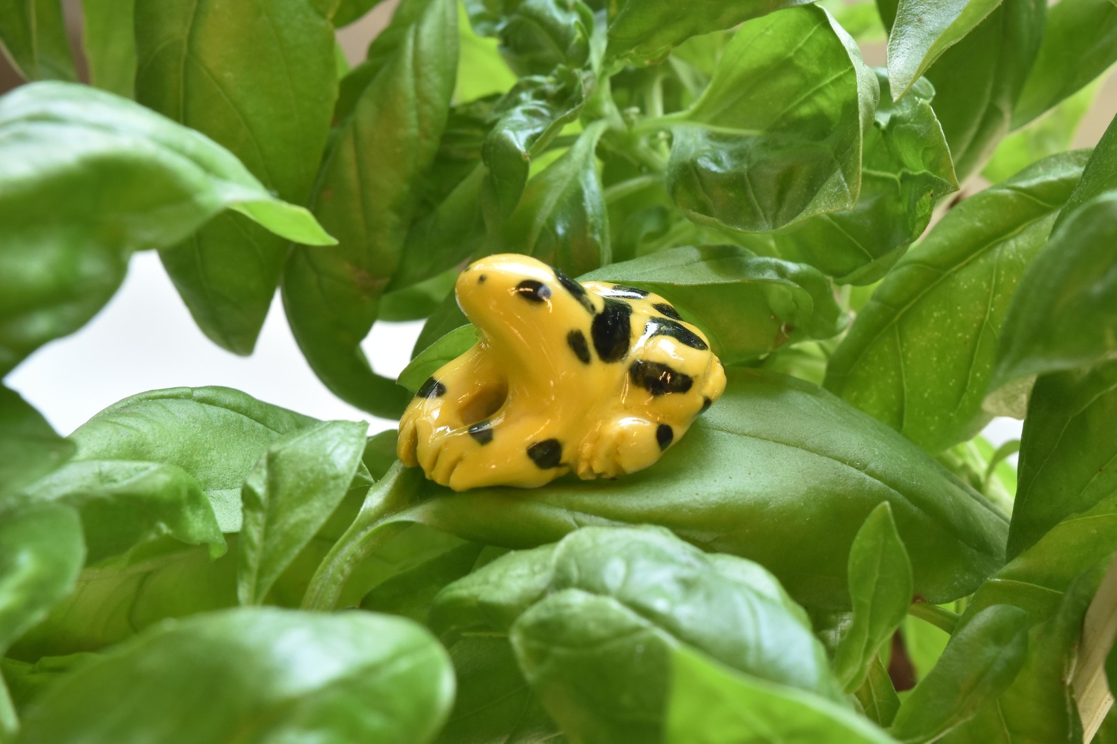 panamaniangoldenfrog1 panamaniangoldenfrog1