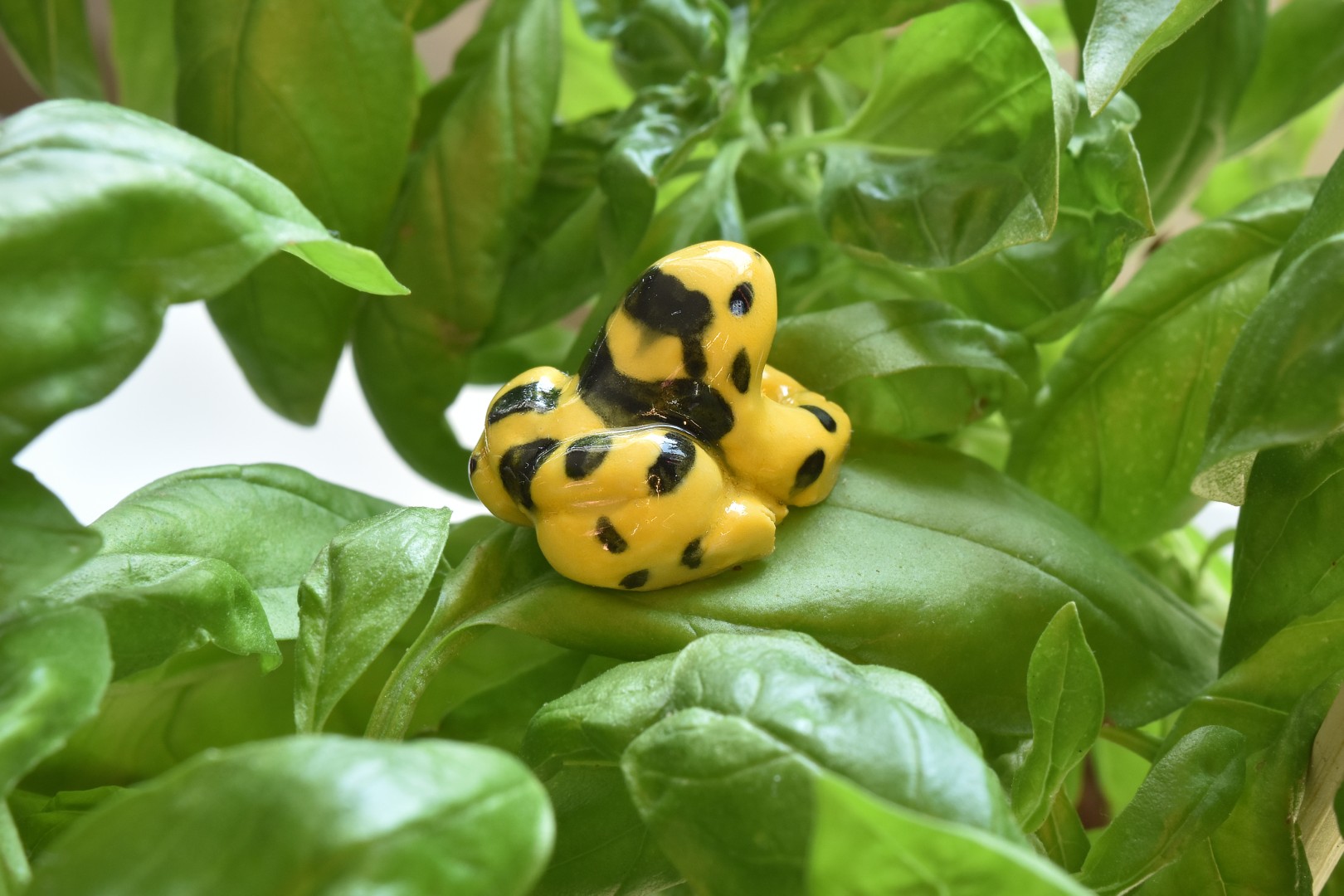 panamaniangoldenfrog2 panamaniangoldenfrog2