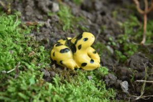  panamaniangoldenfrog3