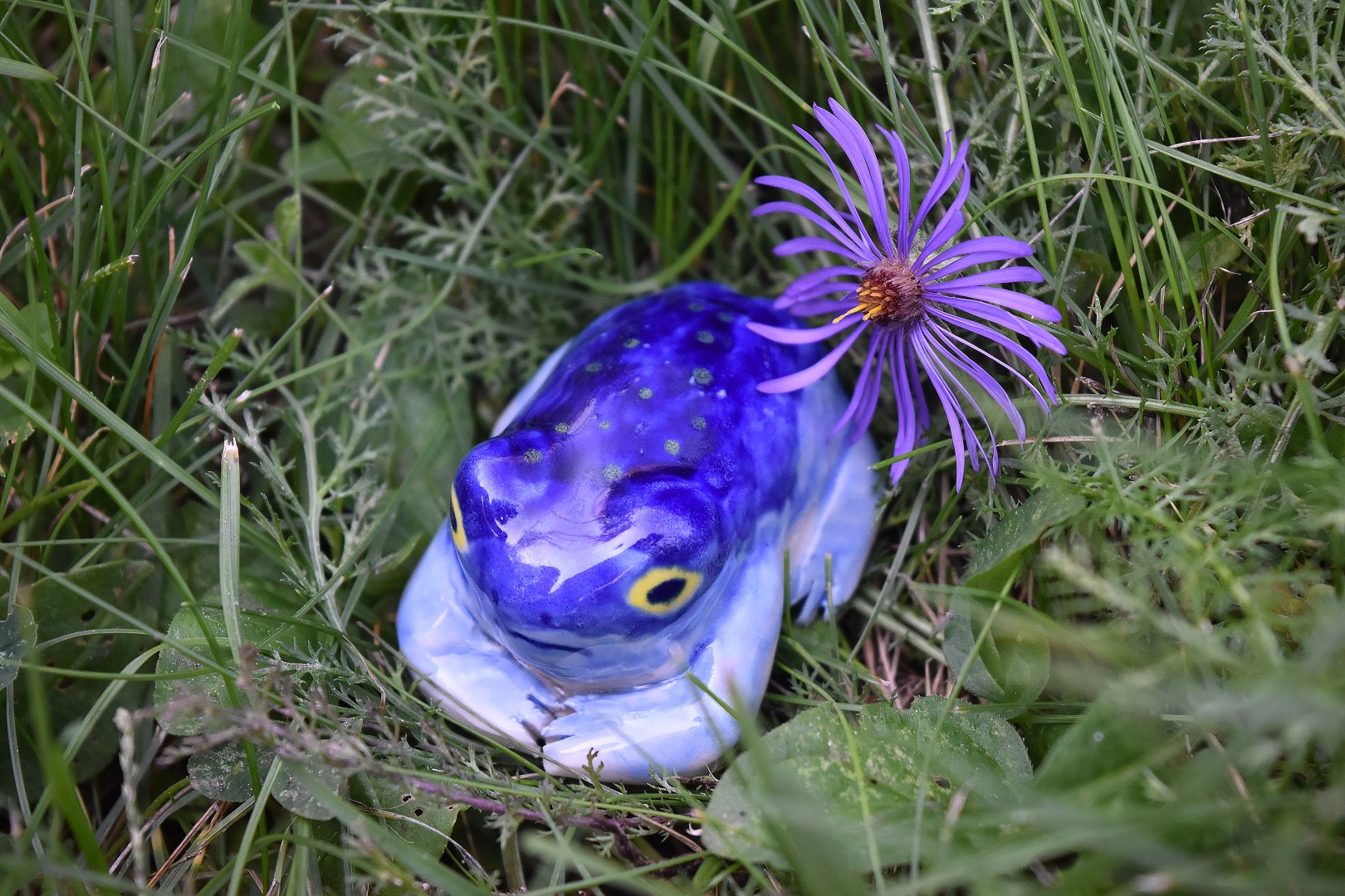 rainfrogstarrynight1 rainfrogstarrynight1