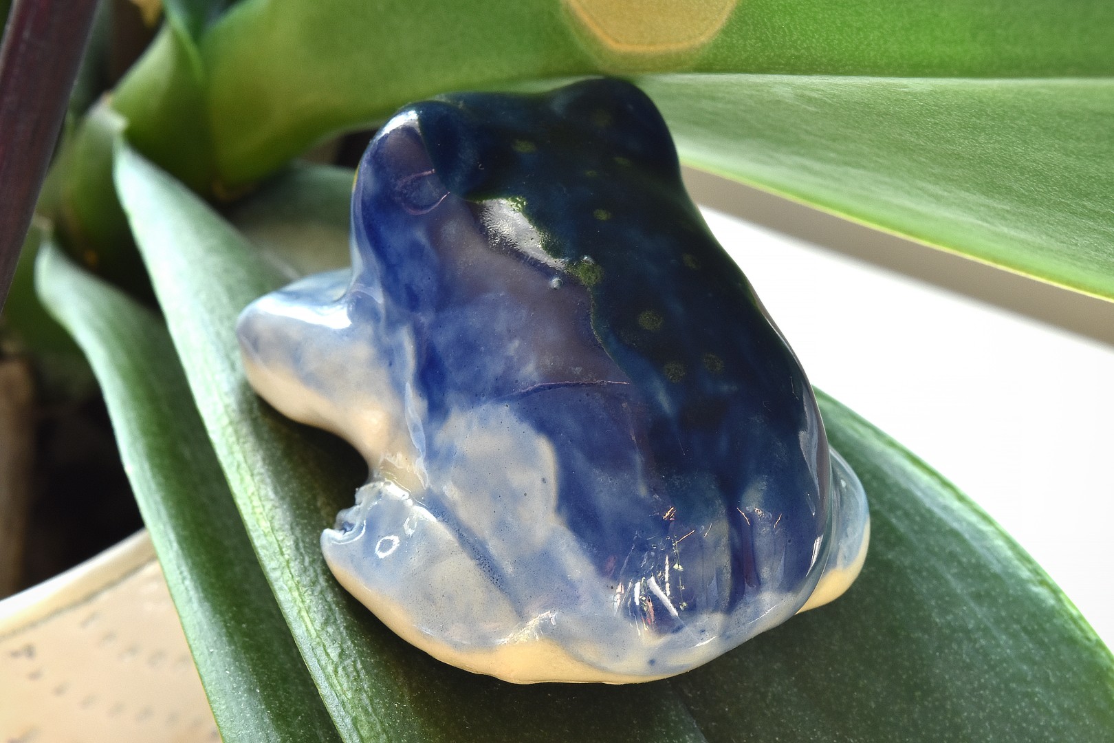 rainfrogstarrynight3 rainfrogstarrynight3