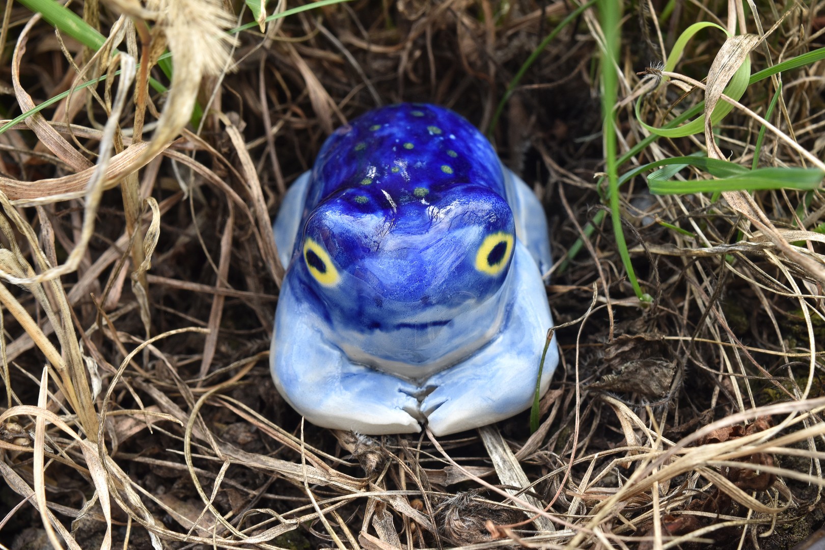 rainfrogstarrynight5 rainfrogstarrynight5