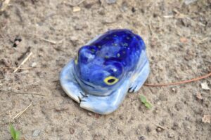  rainfrogstarrynight6