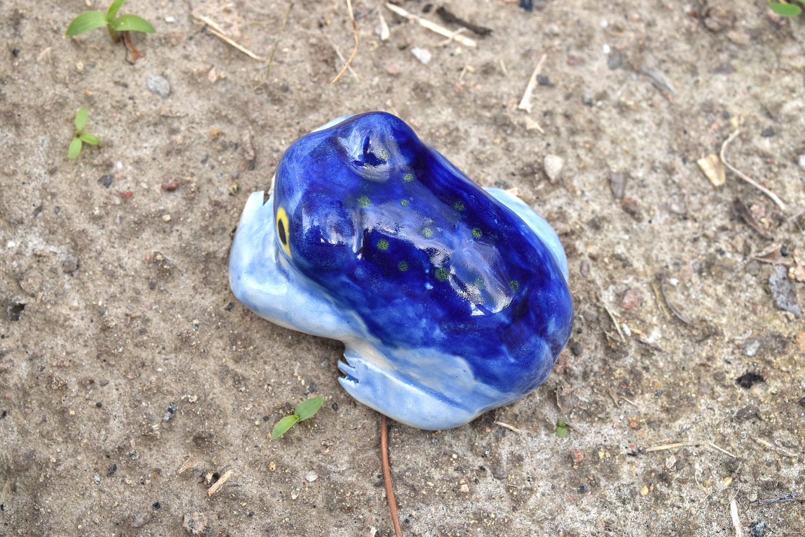 rainfrogstarrynight7 rainfrogstarrynight7