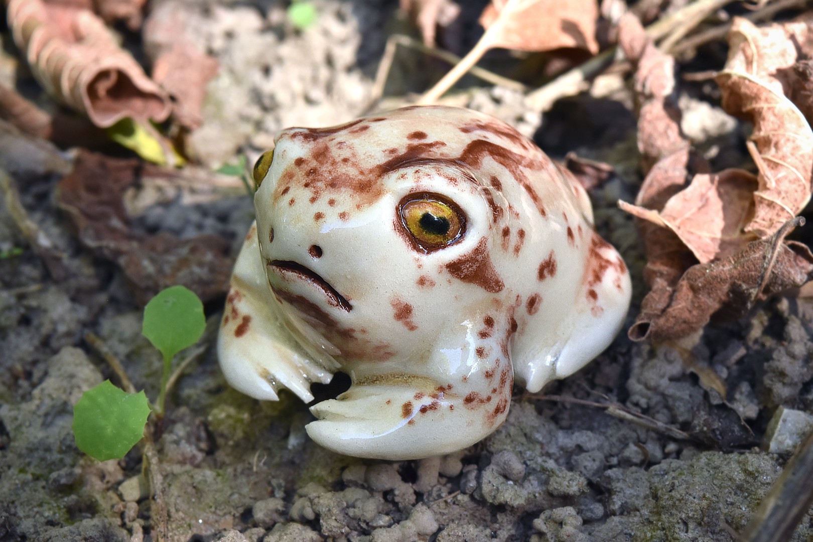 rosesrainfrog1 rosesrainfrog1