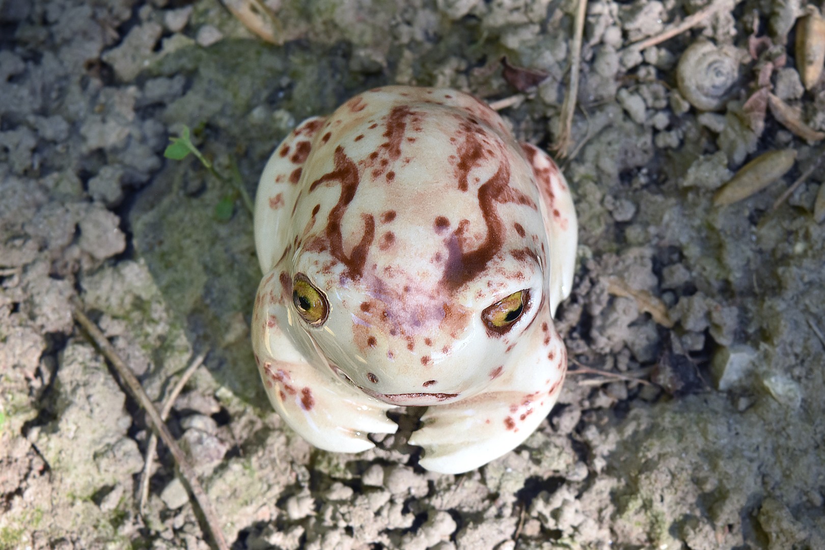 rosesrainfrog3 rosesrainfrog3