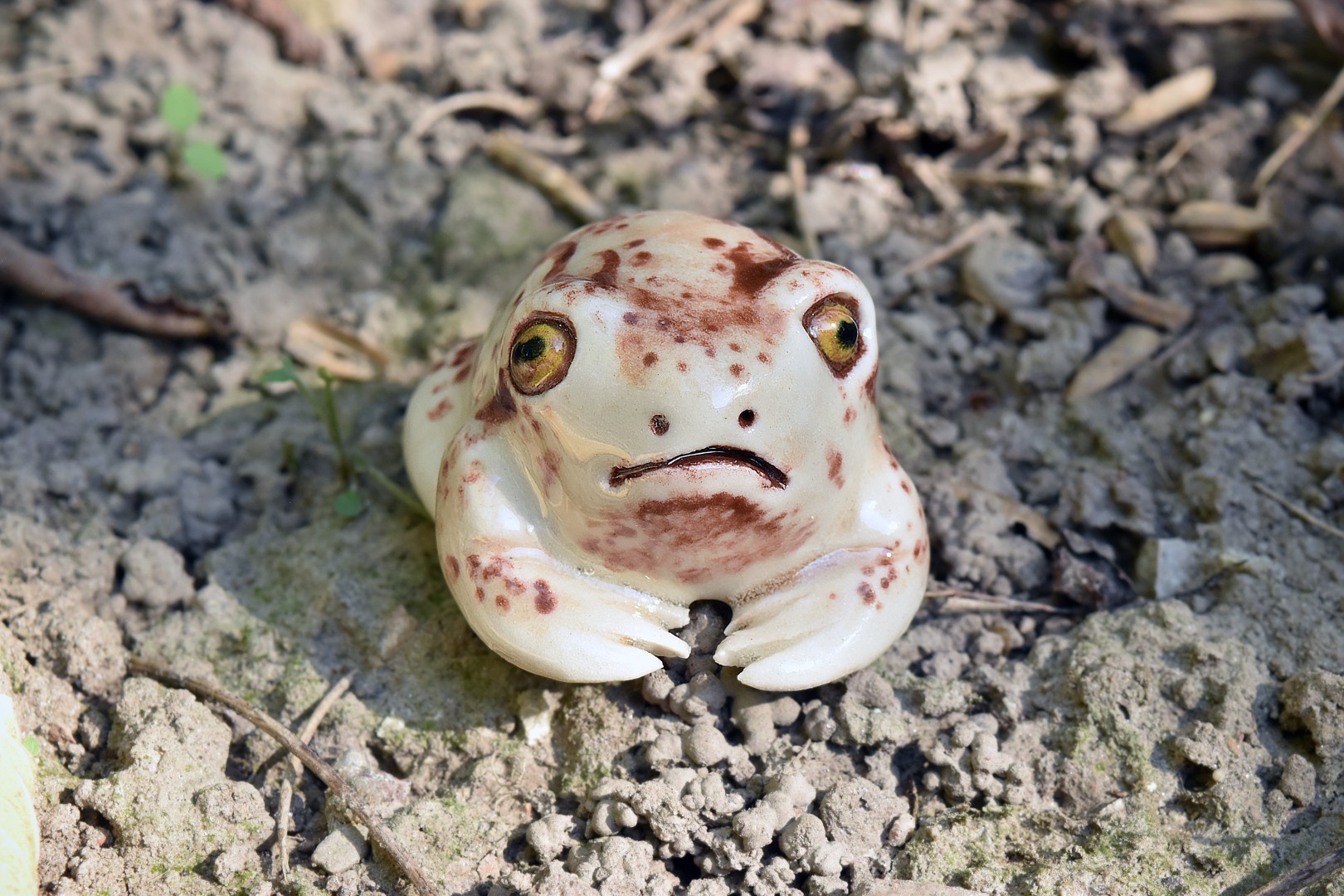 rosesrainfrog4 rosesrainfrog4