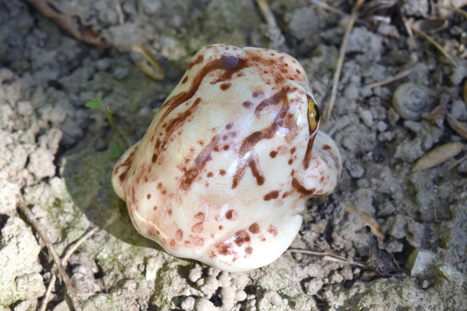 rosesrainfrog5 rosesrainfrog5