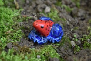  strawberrypoisondartfrog2