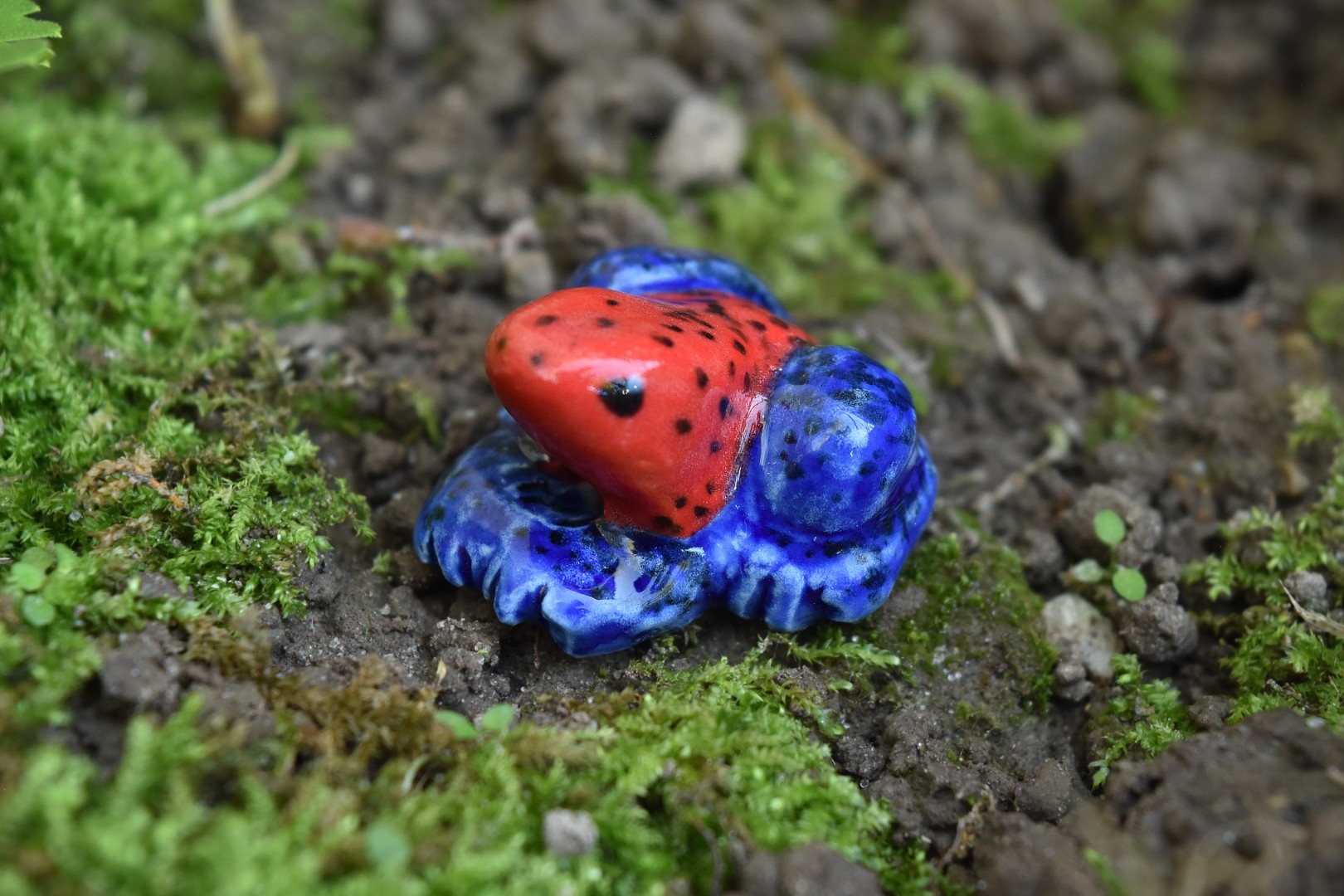 strawberrypoisondartfrog2 strawberrypoisondartfrog2