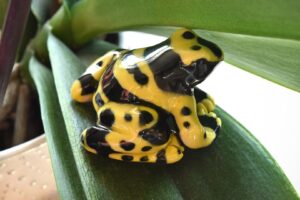  yellowbandedpoisondartfrog1