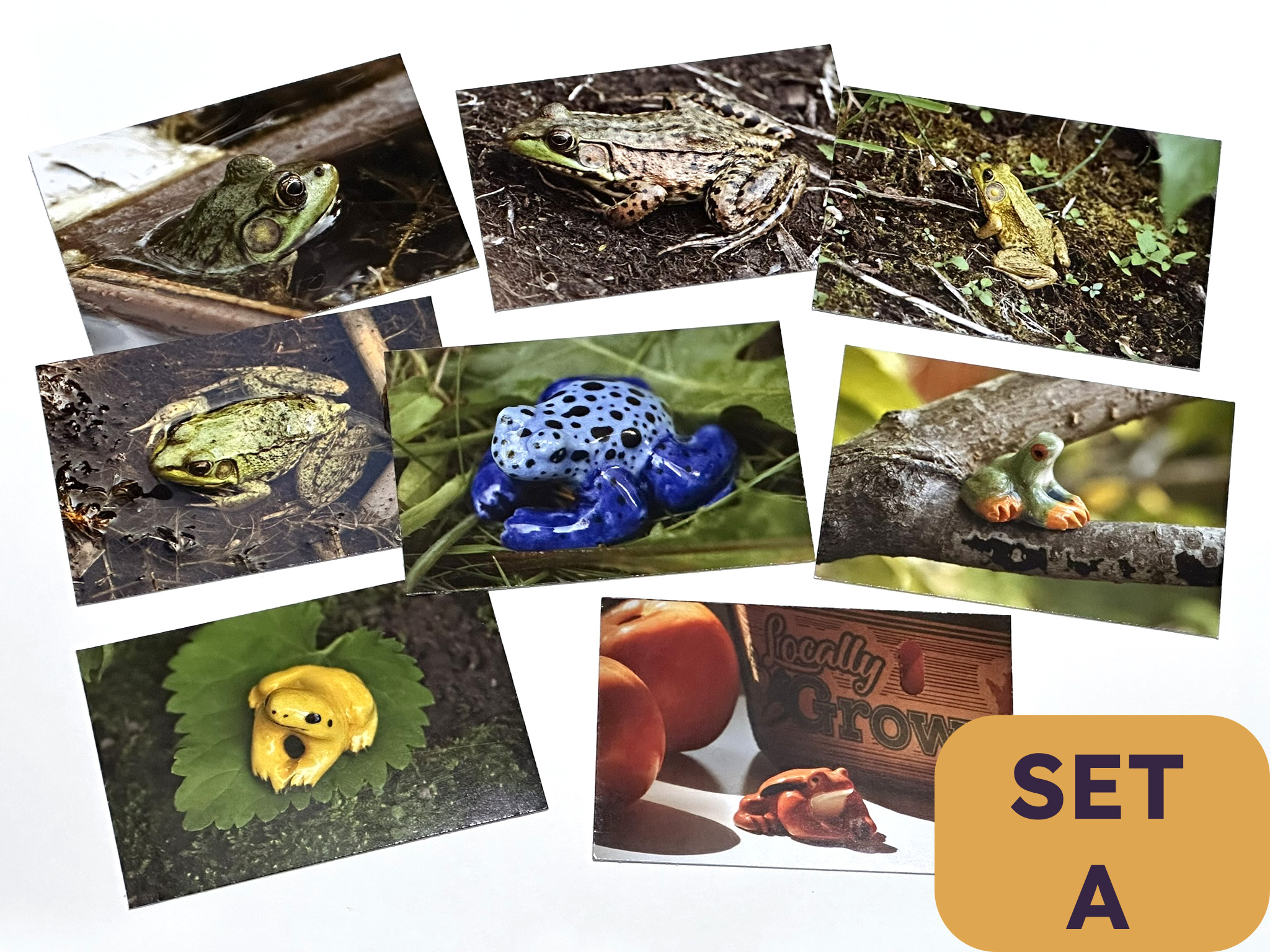 froggy photo sets froggy photo sets