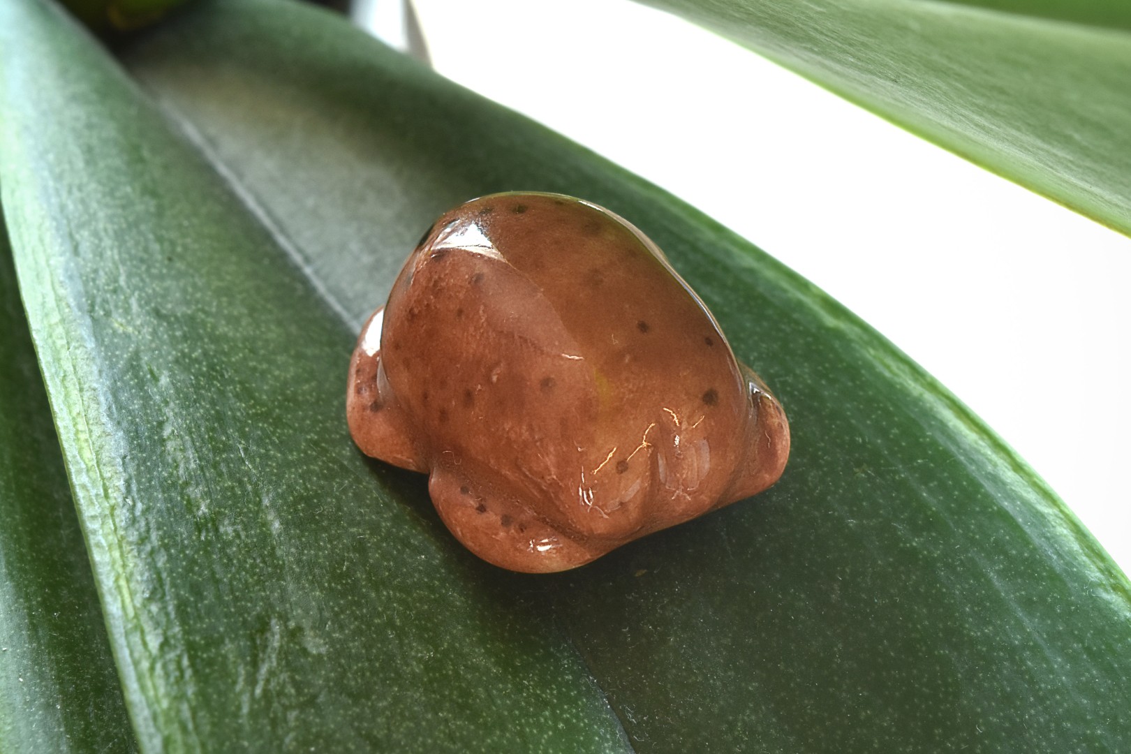 rainfrogmini5 rainfrogmini5